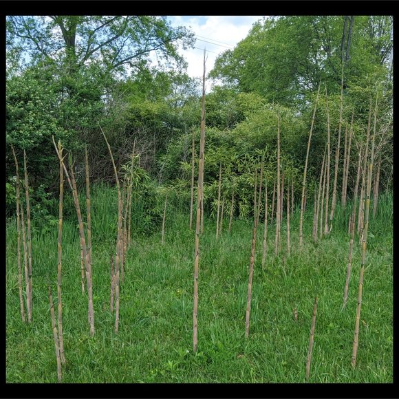 Bamboo Photographic Art Print - Picture 7 of 12